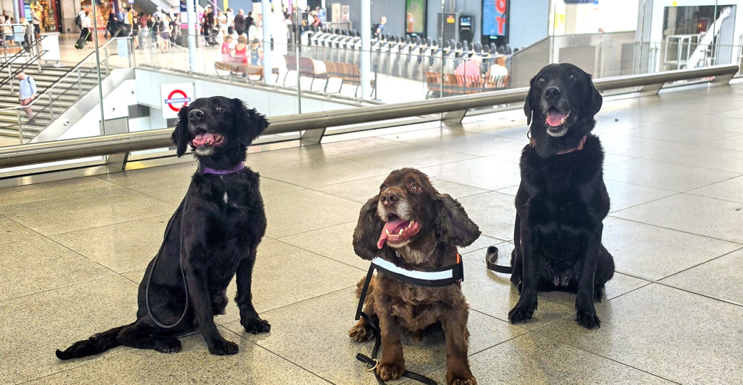 Kutyák járőröznek a londoni Waterloo pályaudvaron – Nagy-Britanniában először