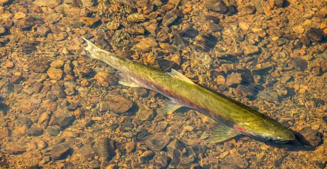 Rekordszámú veszélyeztetett coho lazac tért vissza a kaliforniai folyókba